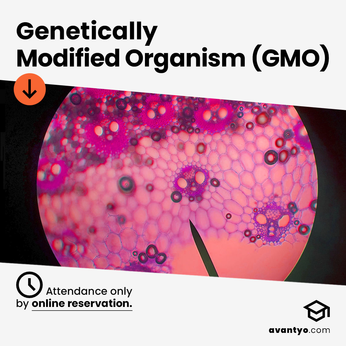 Genetically Modified Organism (GMO)